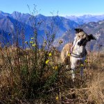 Veduta con la cagnolina Maya